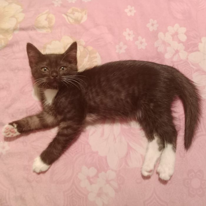 котик в добрые руки