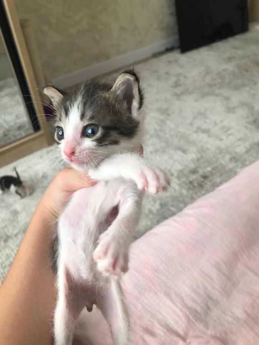 Кошки котята даром в добрые руки