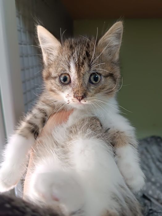 Котенок, мальчик, 1 месяц