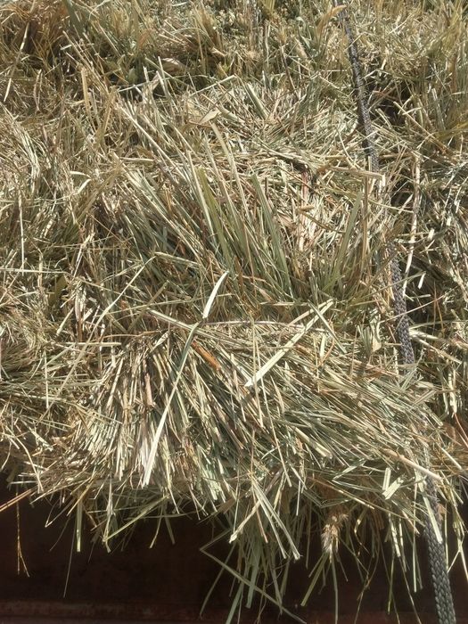 Шөп майда. Рознотрова