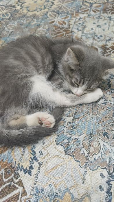 Отдам котенка бесплатно.