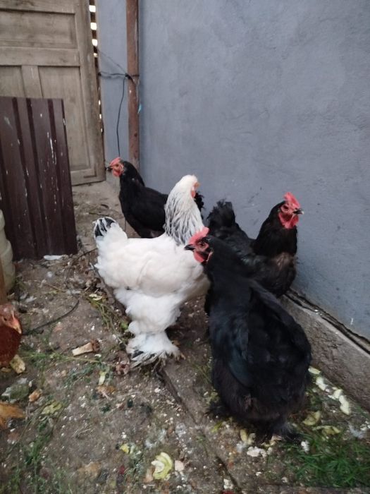 Курый  Брама белый