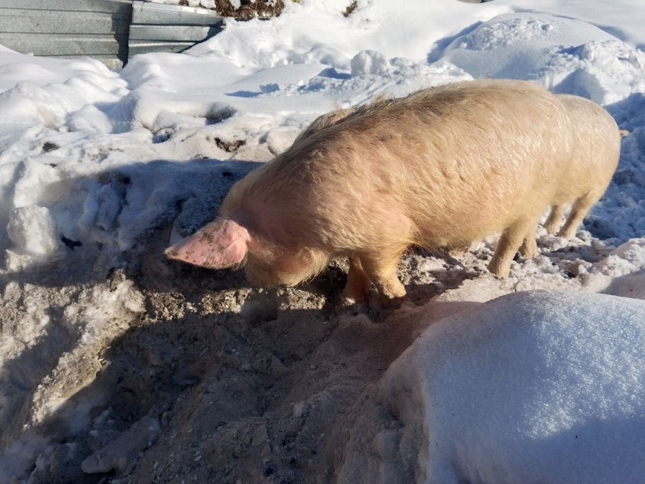 Продам поросят 5и месячных