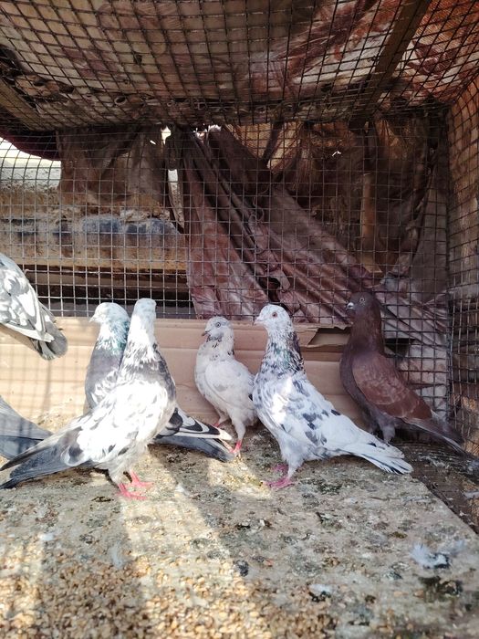 Сочи высоколётные игровые