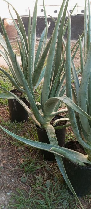 Продам алоэ вера на лекарство