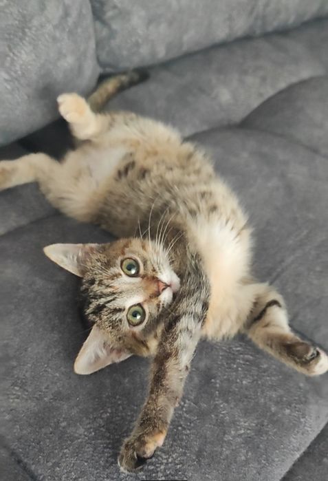 Отдам котенка девочка