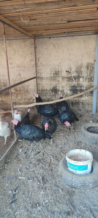 5 ta nar kurka sotiladi