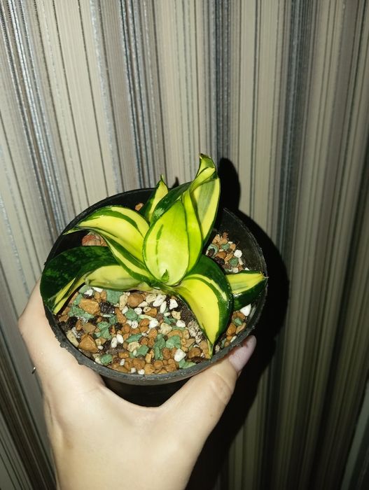 Продам Сансеверия Солид голд