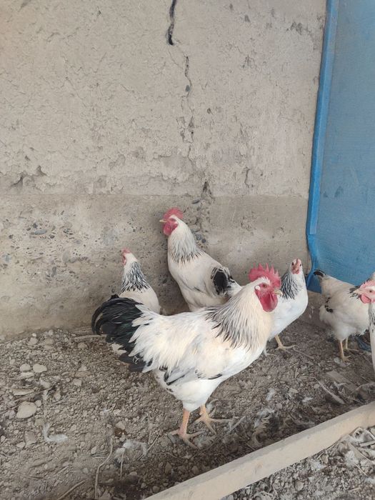 Адлер серебристый линия киргиз тухум хамда жужасига заказ оламиз