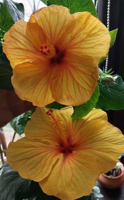 Гибискус комнатный