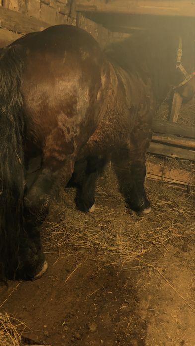 Armasar de vanzare sau la schimb pe iapa