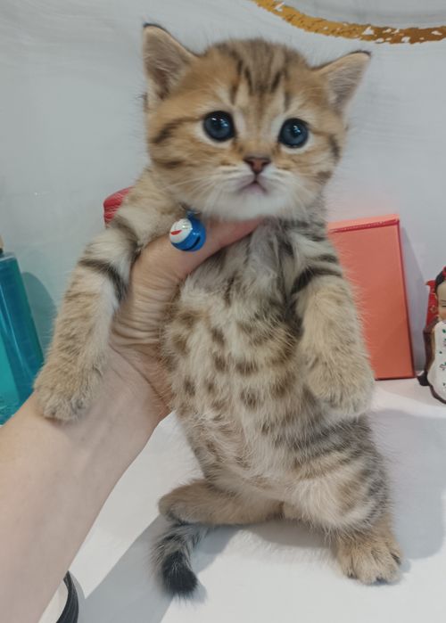 Золотые шиншилы в наличии