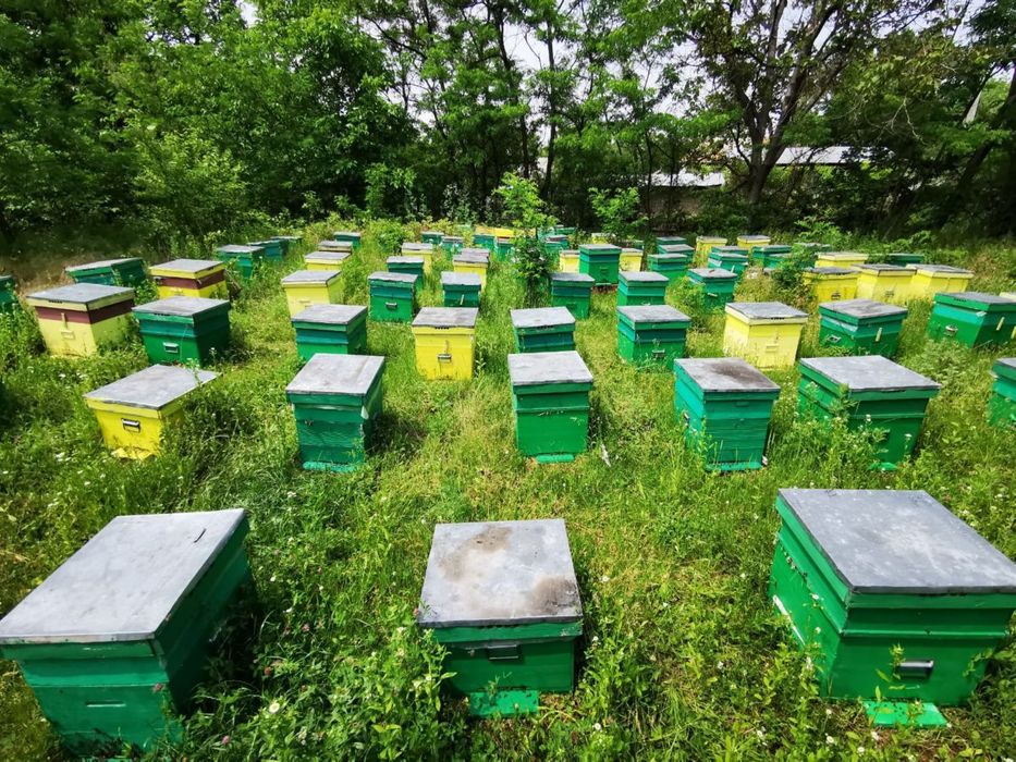 Vând stupi cu familii de albine