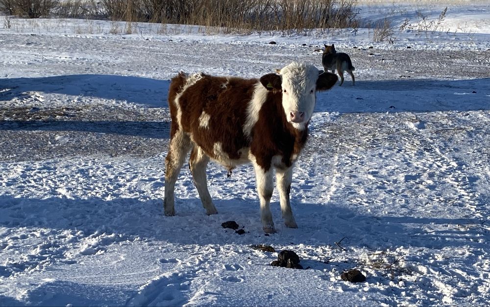Продаются телята бычки