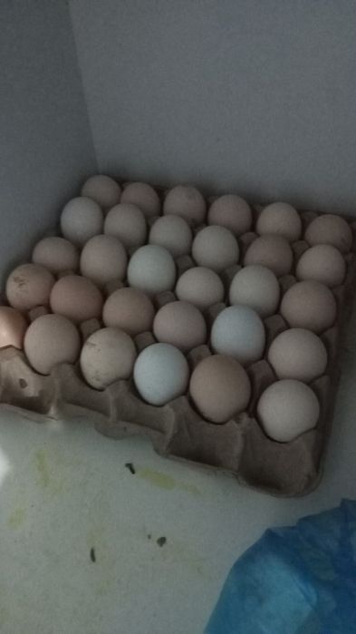 Яйцо бресс гальской породы