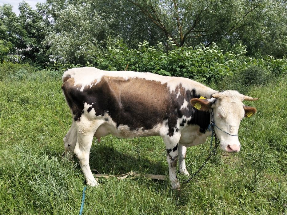 Vând o vaca la alegere