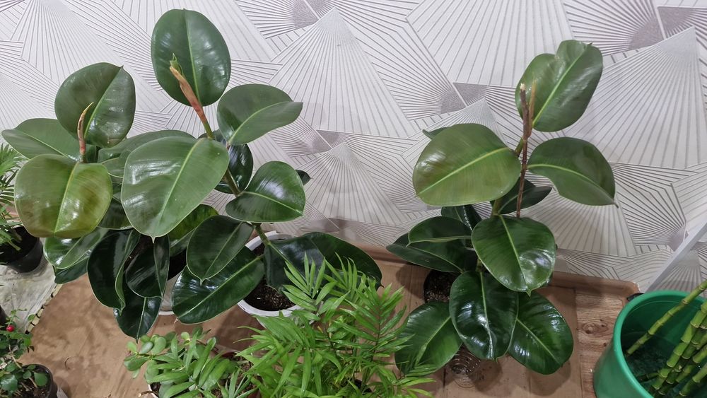 Ұй нұлдері арзан