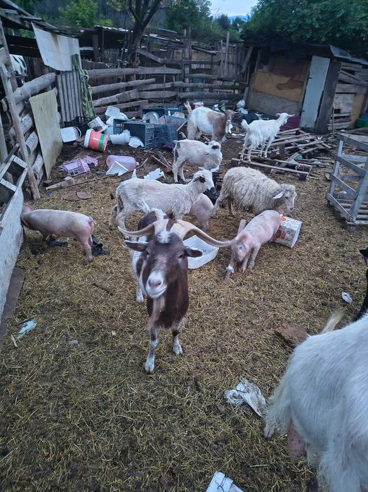 Продавам прасета ,кози и шилета