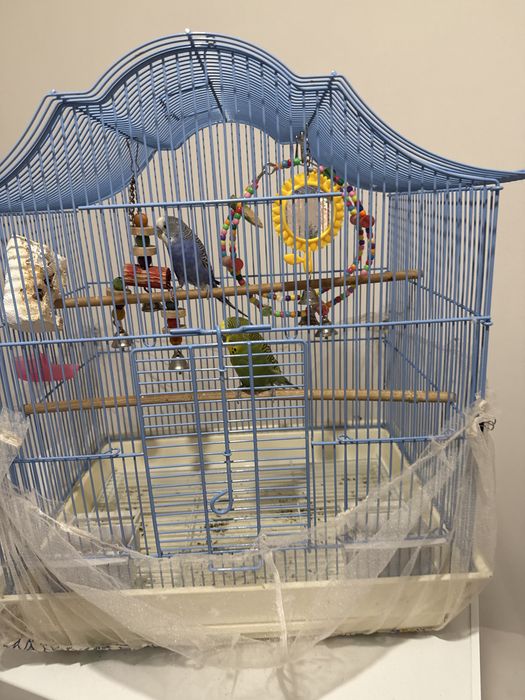 Продоется попугай с клеткой
