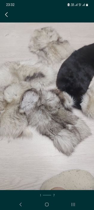 Шкуры песец белый жилет