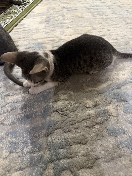 Котята Сфинкс - Брашики