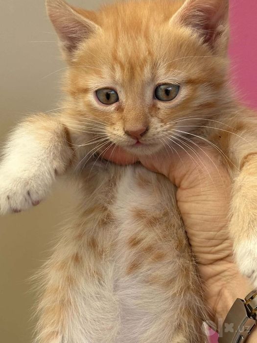 Котята даром в добрые руки