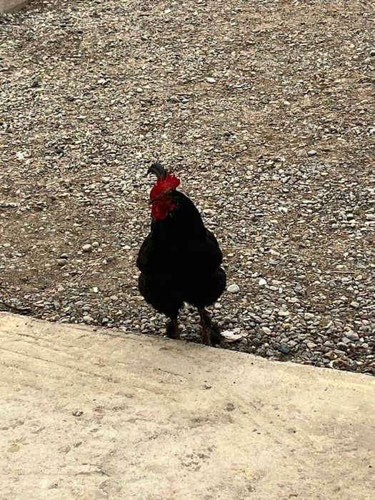 Әтештер сатылады