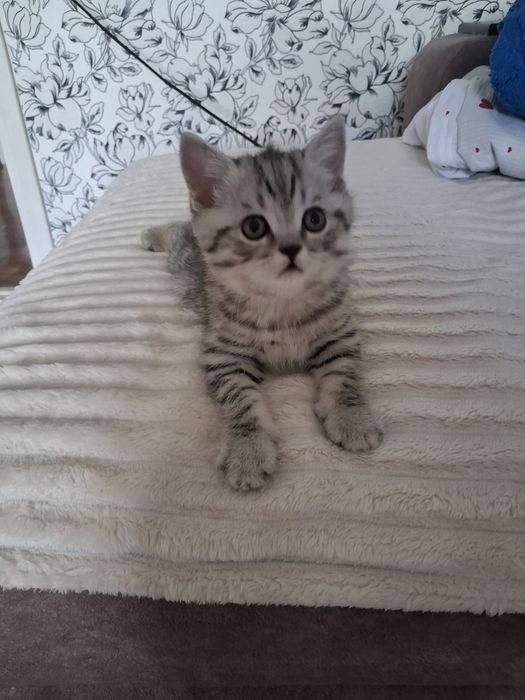 Котёнок готов к переезду
