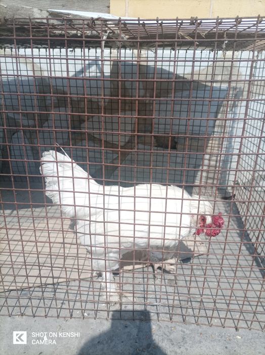 Паррандалар сотилади