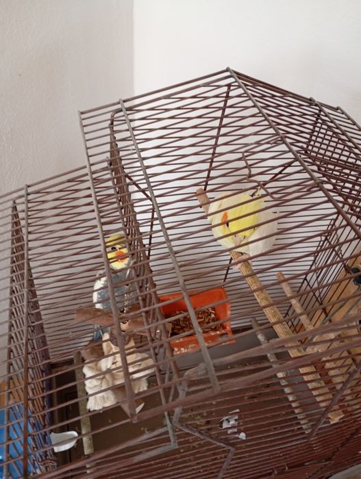 Vând Nimfe mascul și femelă tinerii de 2ani