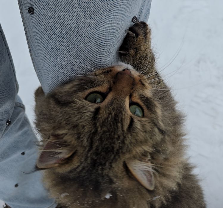 Пристройство кошечки