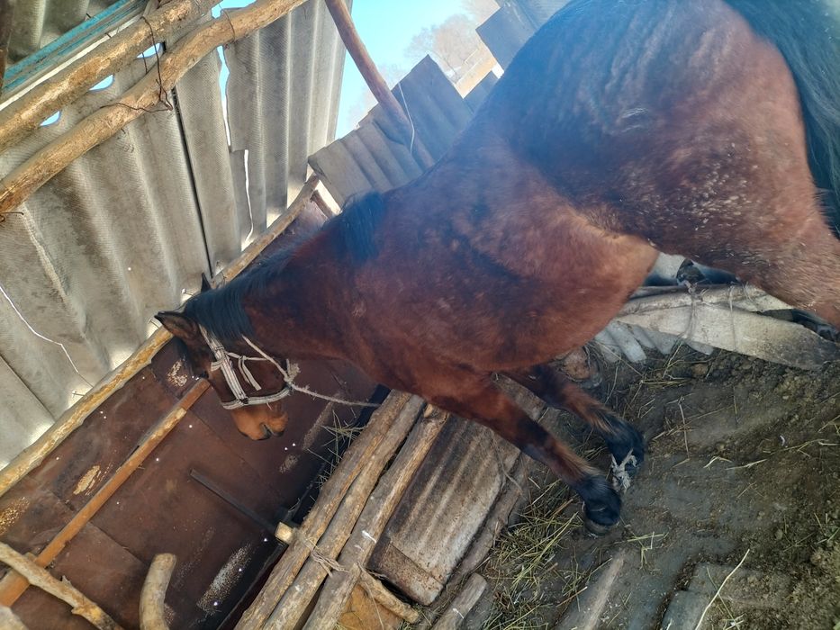 Қысыр ту бие сатылады