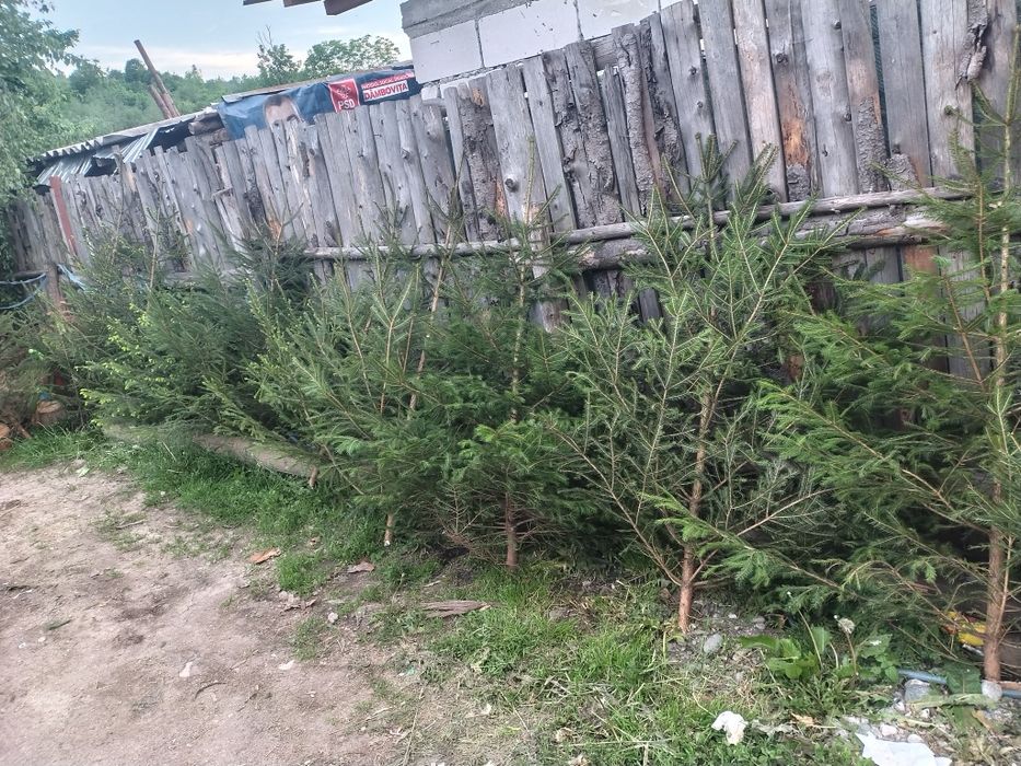 Brăduți și craca pentru evenimente