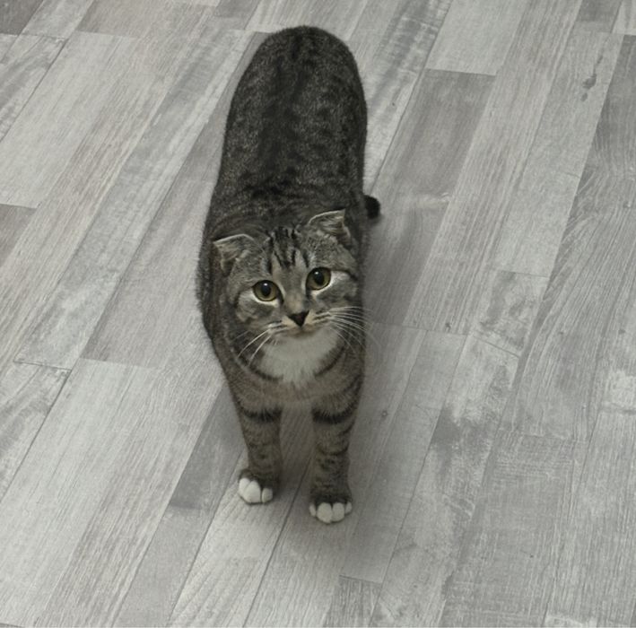 отдам кошку в добрые руки