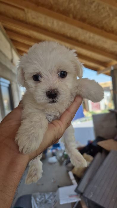 Bichon Maltez rasa pura