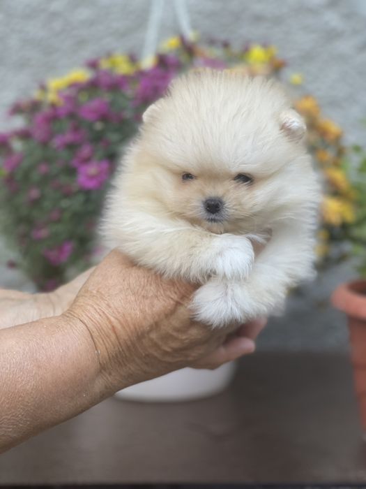 Померан Мини