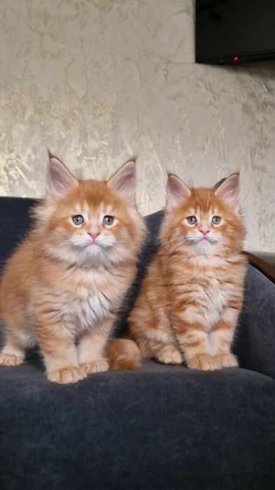 Котята мейн-куны .. Рассрочка каспий  0-0-12