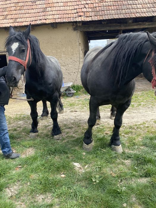 Se vinde dova manze una de 3 ani si una 4