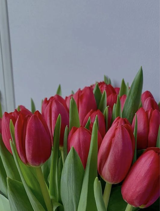 Тюльпан тиімді бағада