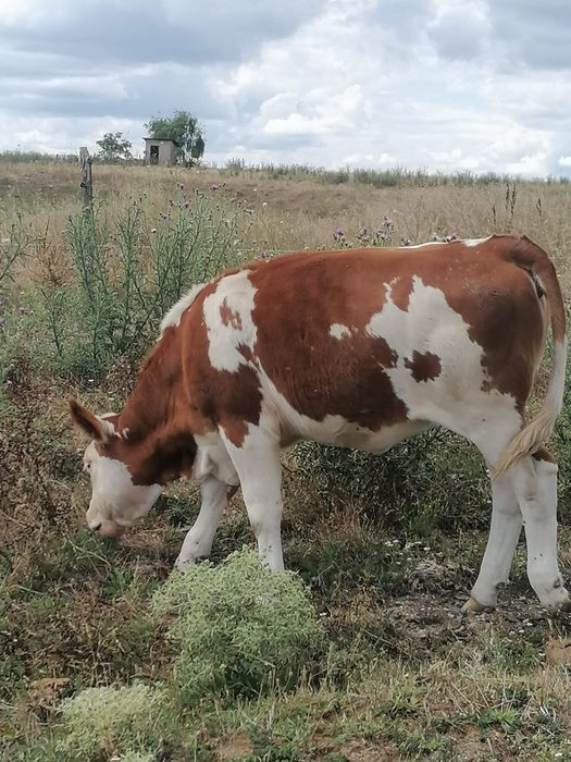 Vaca si junica de vanzare