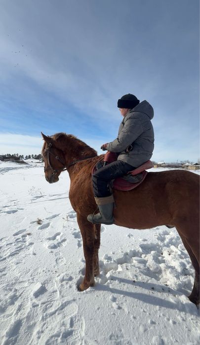 Айғыр сатылады АСТАНА