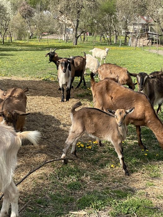 Vand capre cu iezi