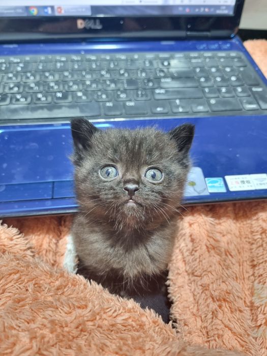 Бронь. 29.01. Продаём породистых скотиши котят.
перевод
Торг уместен.