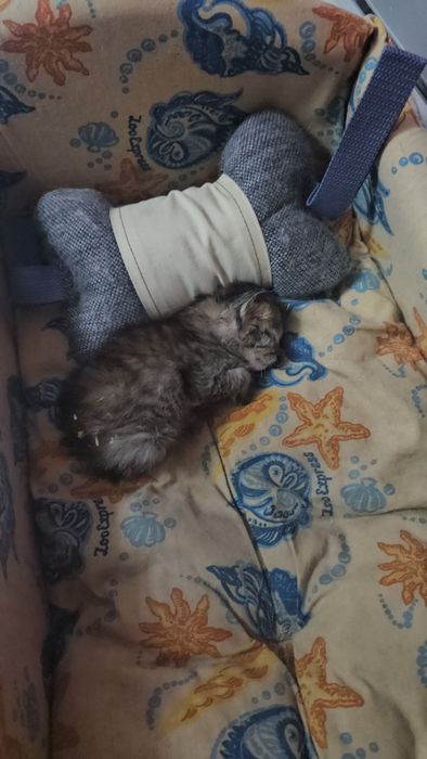 Отдам срочно котенка.