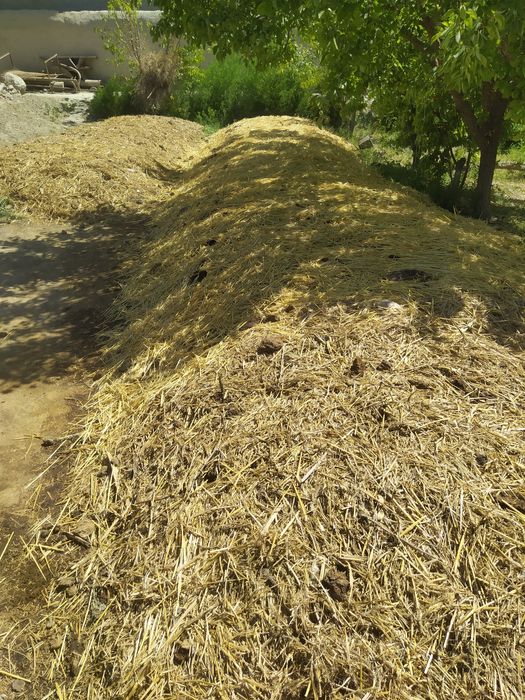 Калифорния кизил ёмгир чувалчанги