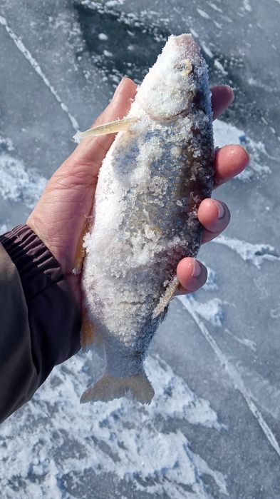 Вяленая рыба плотва