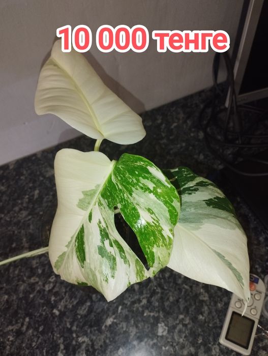 Монстера Альба черенки