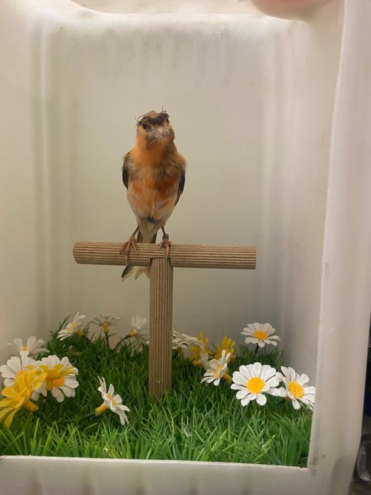 Canari arlechini portughezi