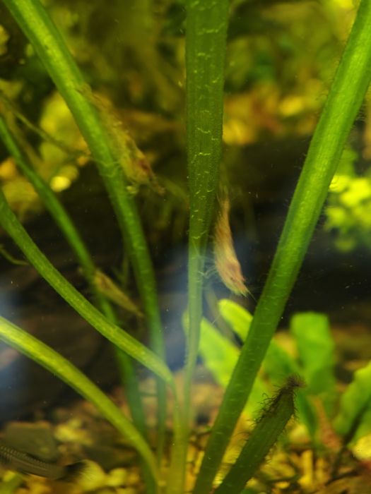 Креветки аквариумные