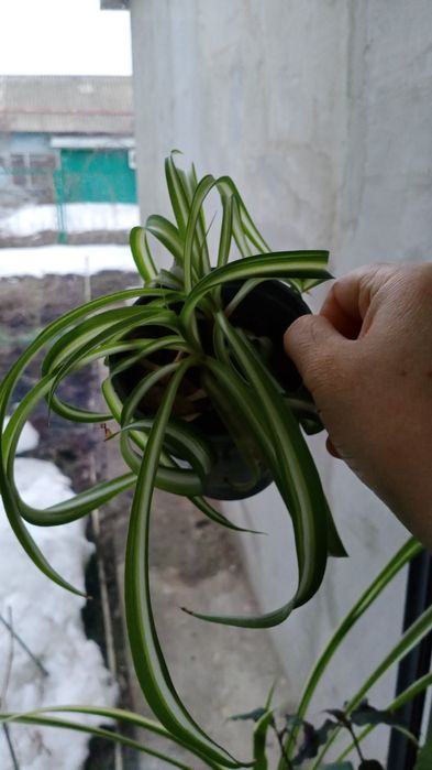 Продам излишки растений недорого